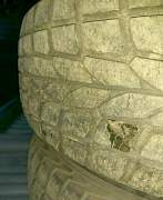Зимняя резина Dunlop - Фото #3